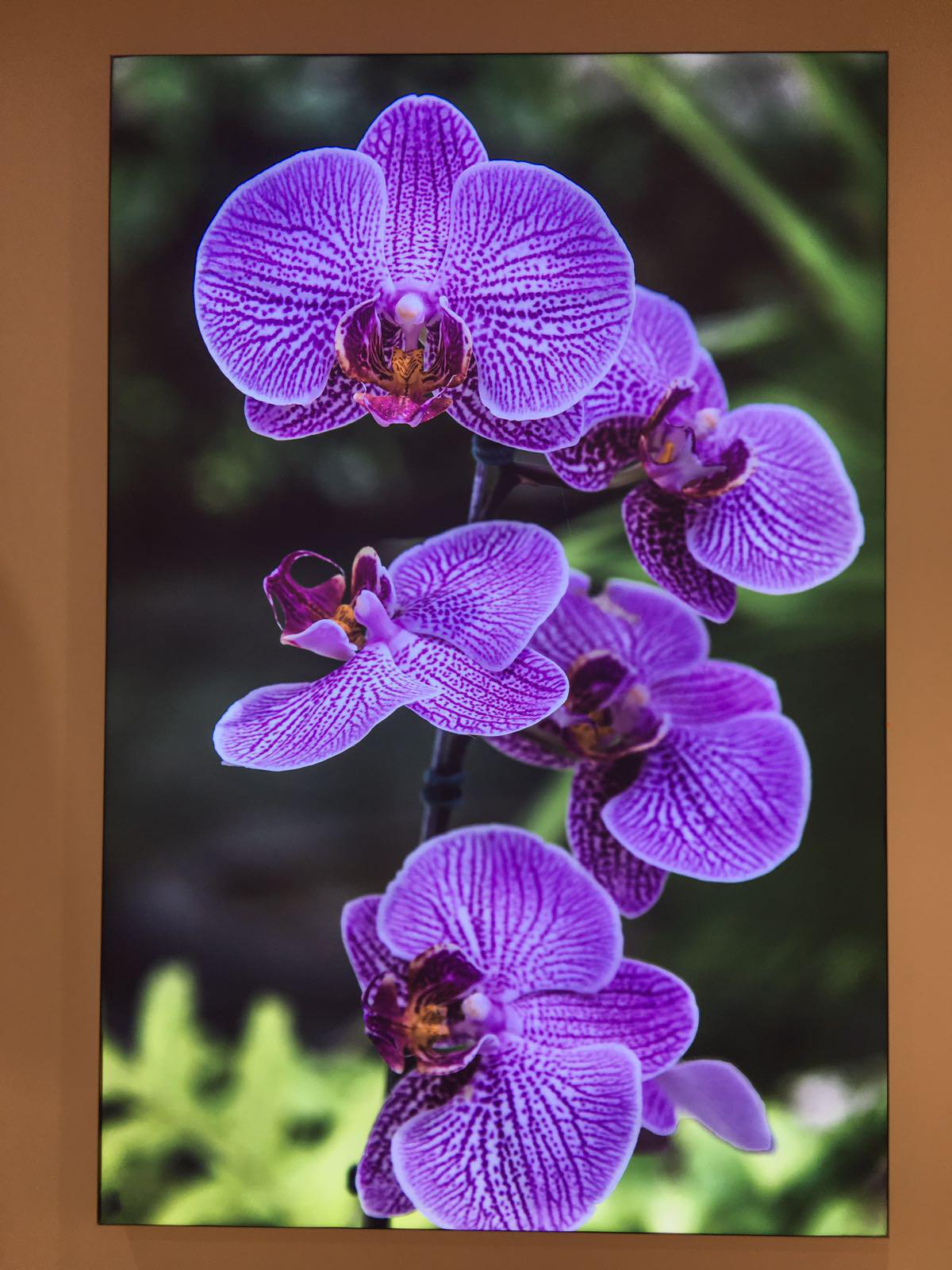 Morning Glory fabric canvas lightbox with botanical artwork printing